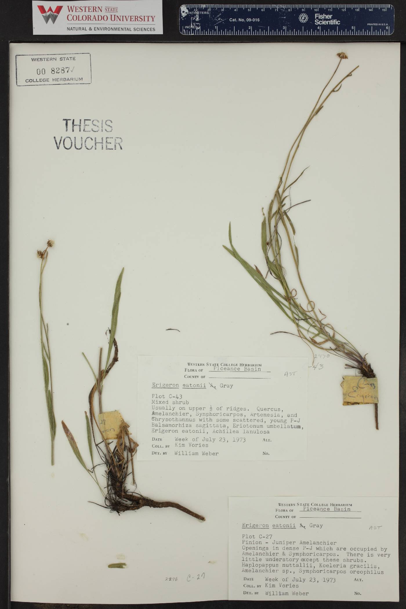 Erigeron eatonii image