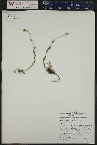 Draba spectabilis image