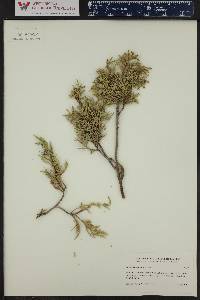 Juniperus scopulorum image
