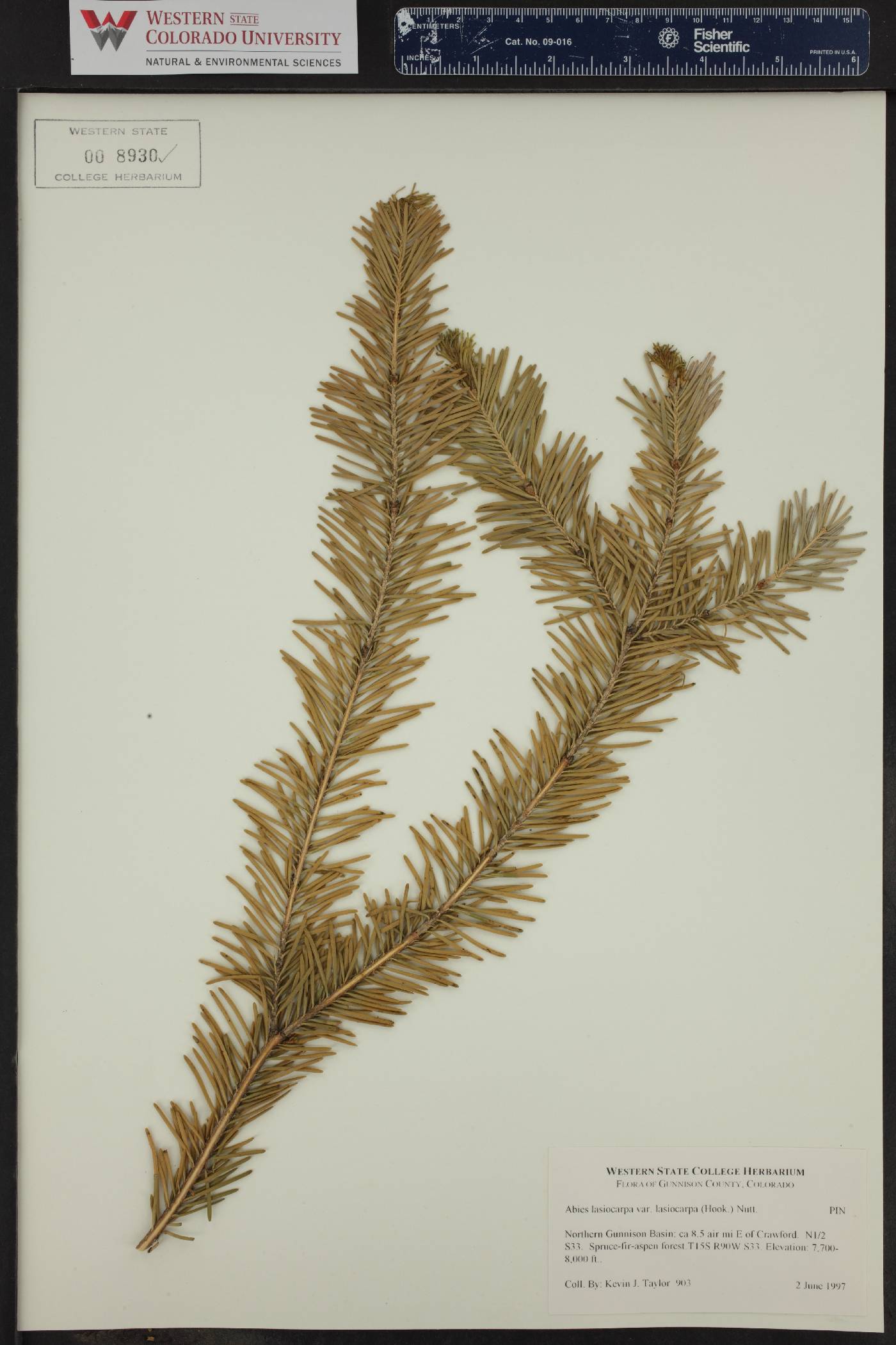 Abies lasiocarpa subsp. lasiocarpa image