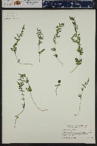 Lepidium alyssoides image