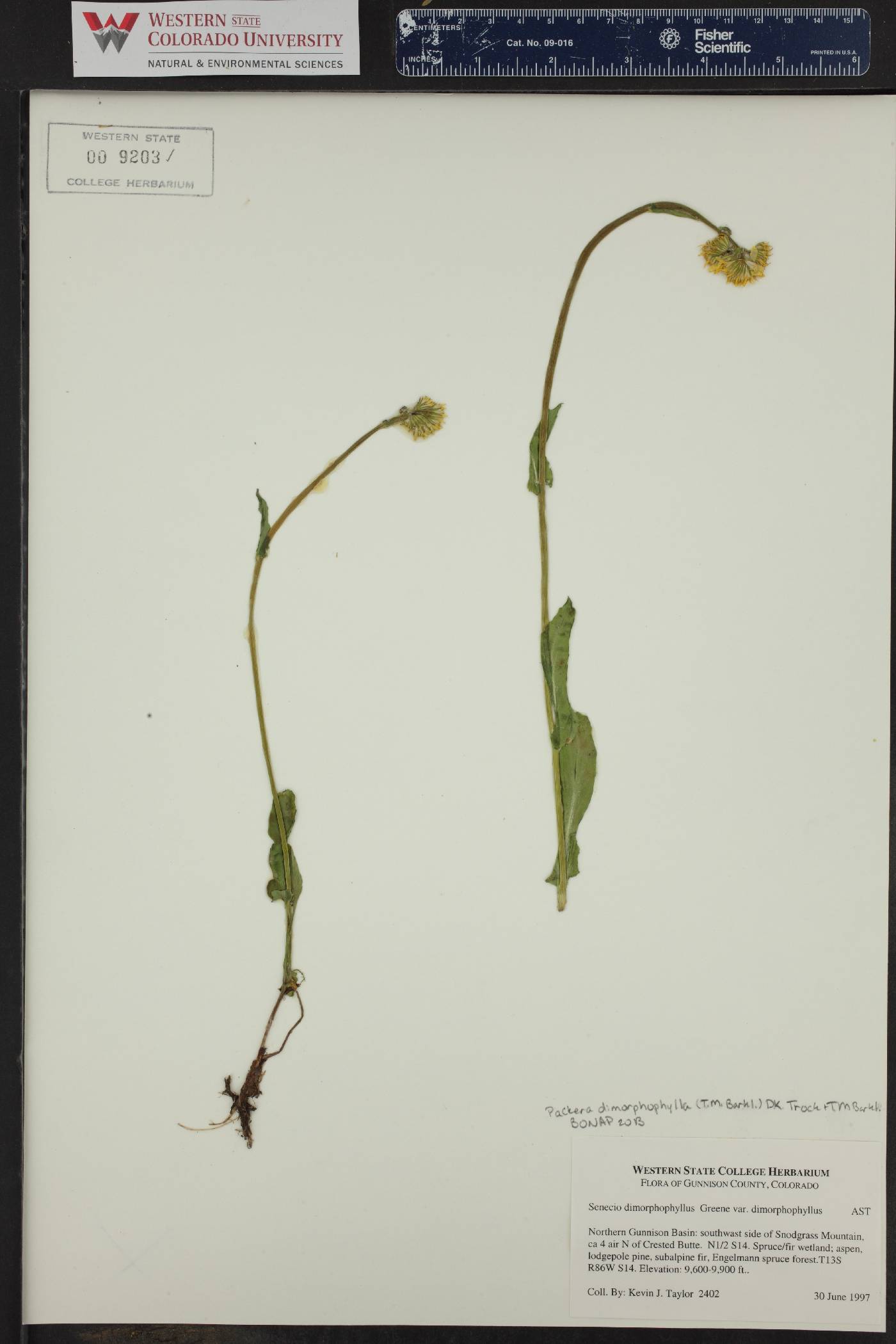 Senecio dimorphophyllus image