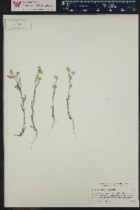 Cryptantha ambigua image