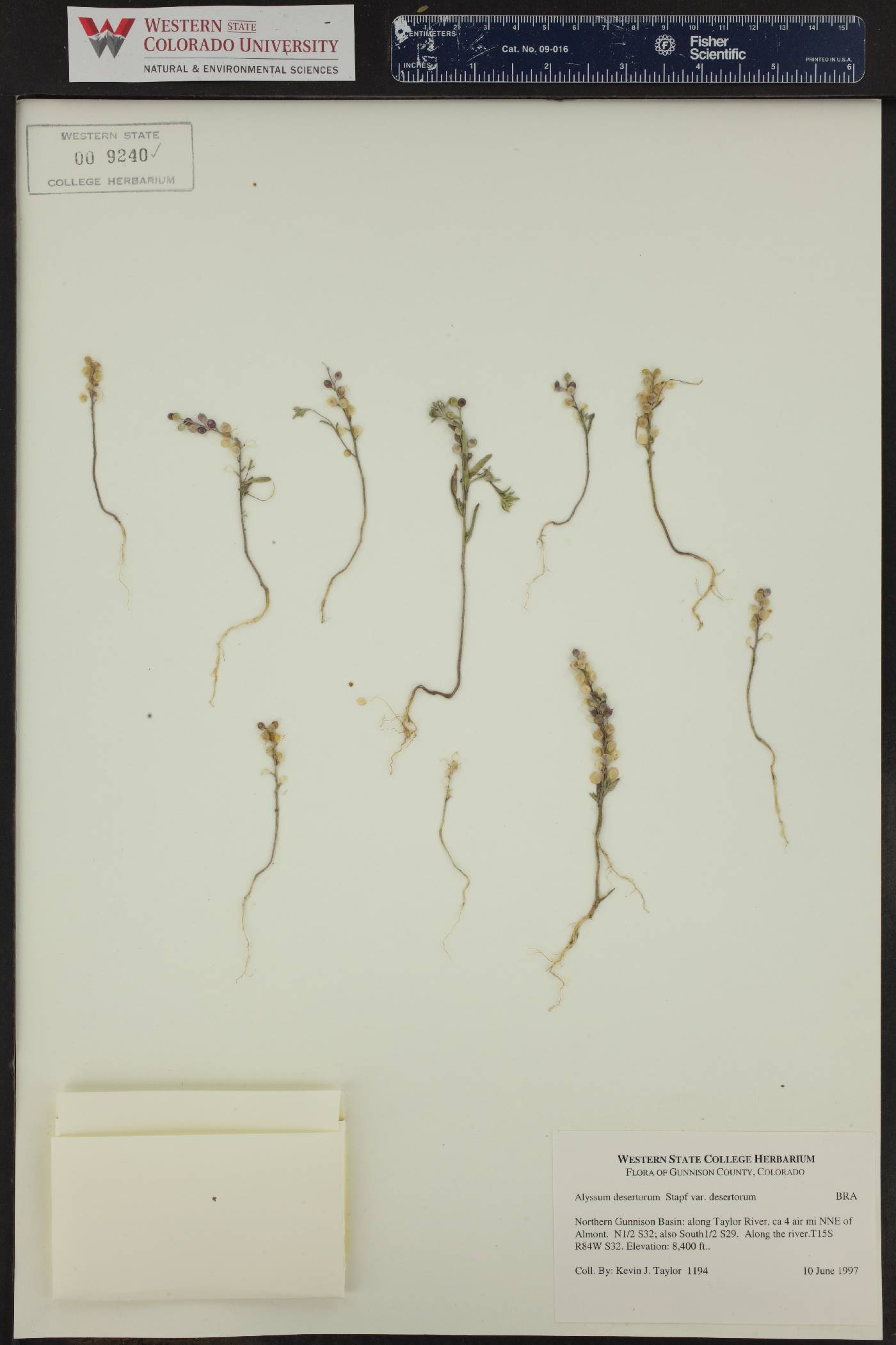 Alyssum desertorum var. desertorum image