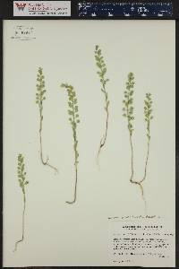 Alyssum simplex image