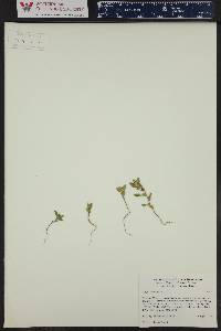 Axyris amaranthoides image