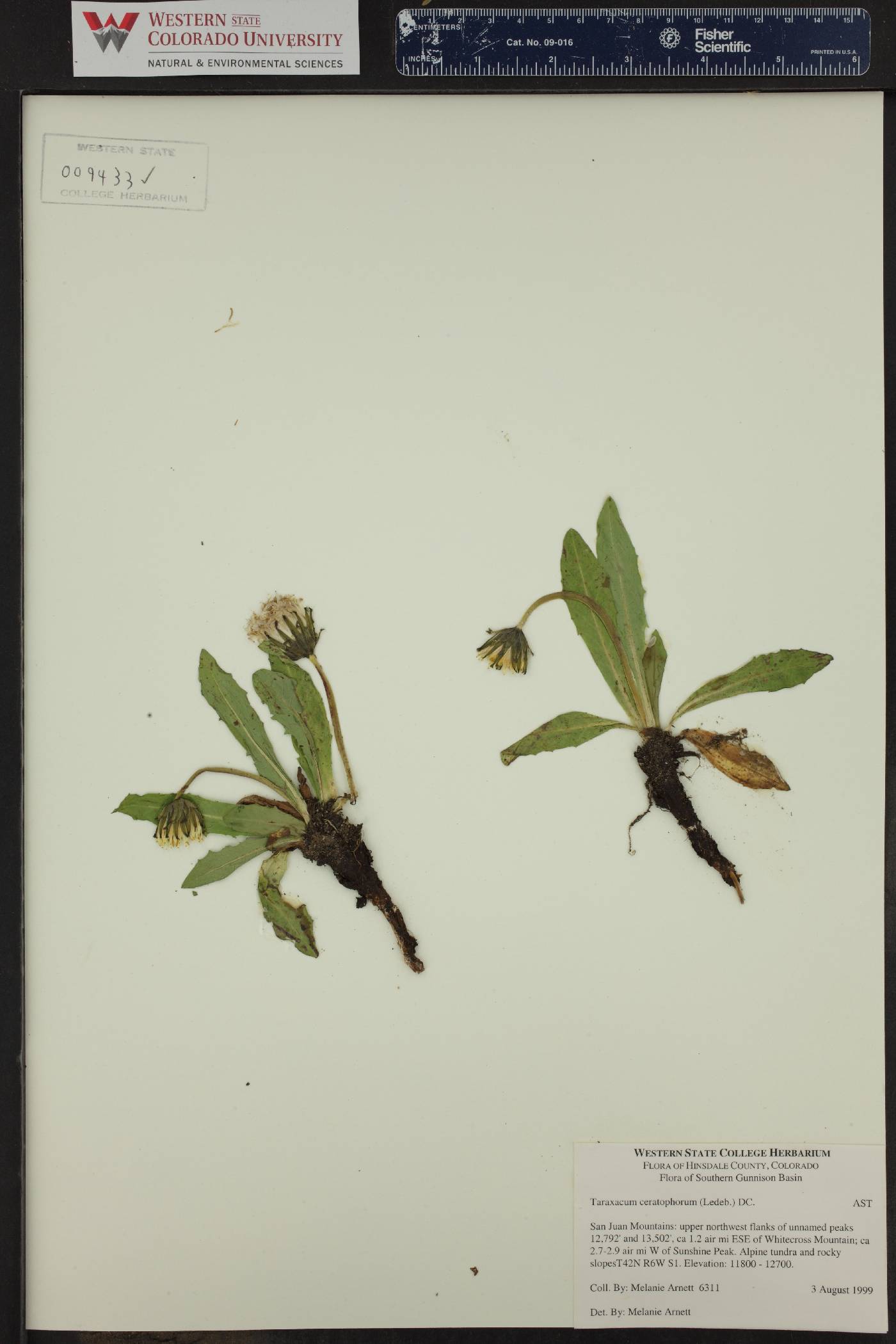 Taraxacum ceratophorum image