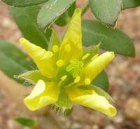 Tribulus terrestris image