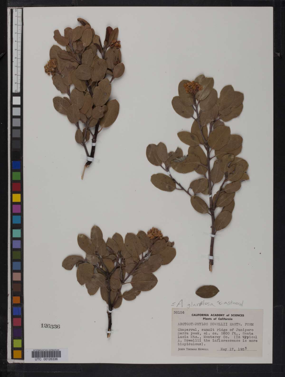 Arctostaphylos howellii image