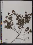 Arctostaphylos pumila image