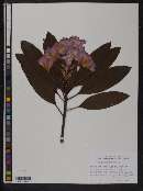 Rhododendron macrophyllum image