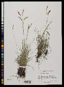 Carex praticola image