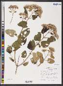 Ageratina tomentella image