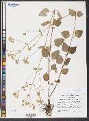 Ageratina prunellifolia image