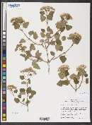 Ageratina tomentella image