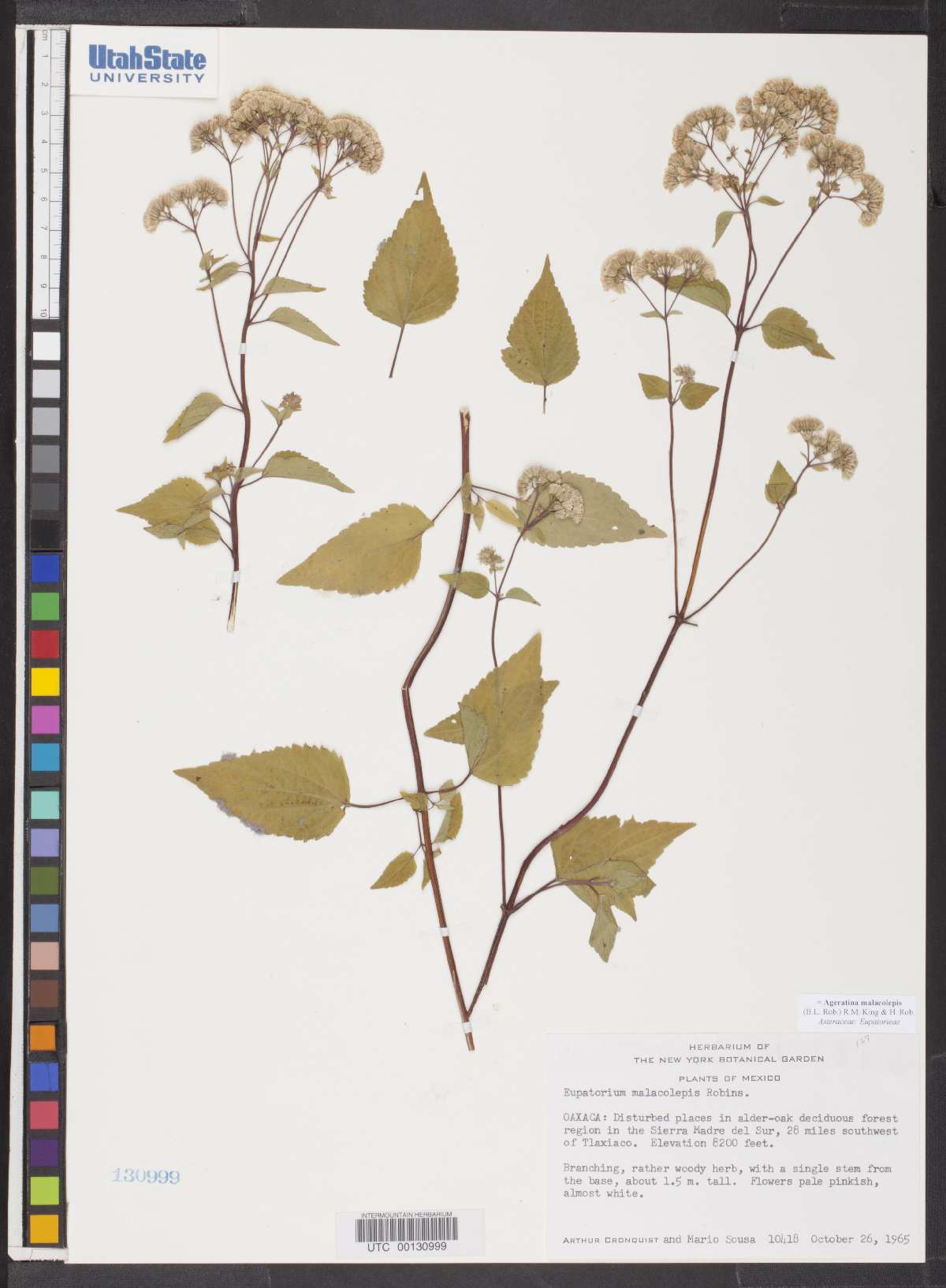 Ageratina malacolepis image