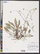 Image of Astranthium mexicanum