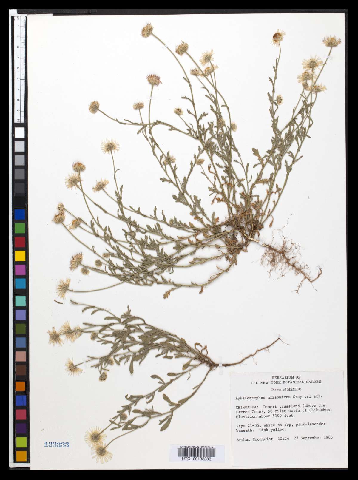 Aphanostephus ramosissimus var. humilis image