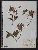 Rhododendron roseum image