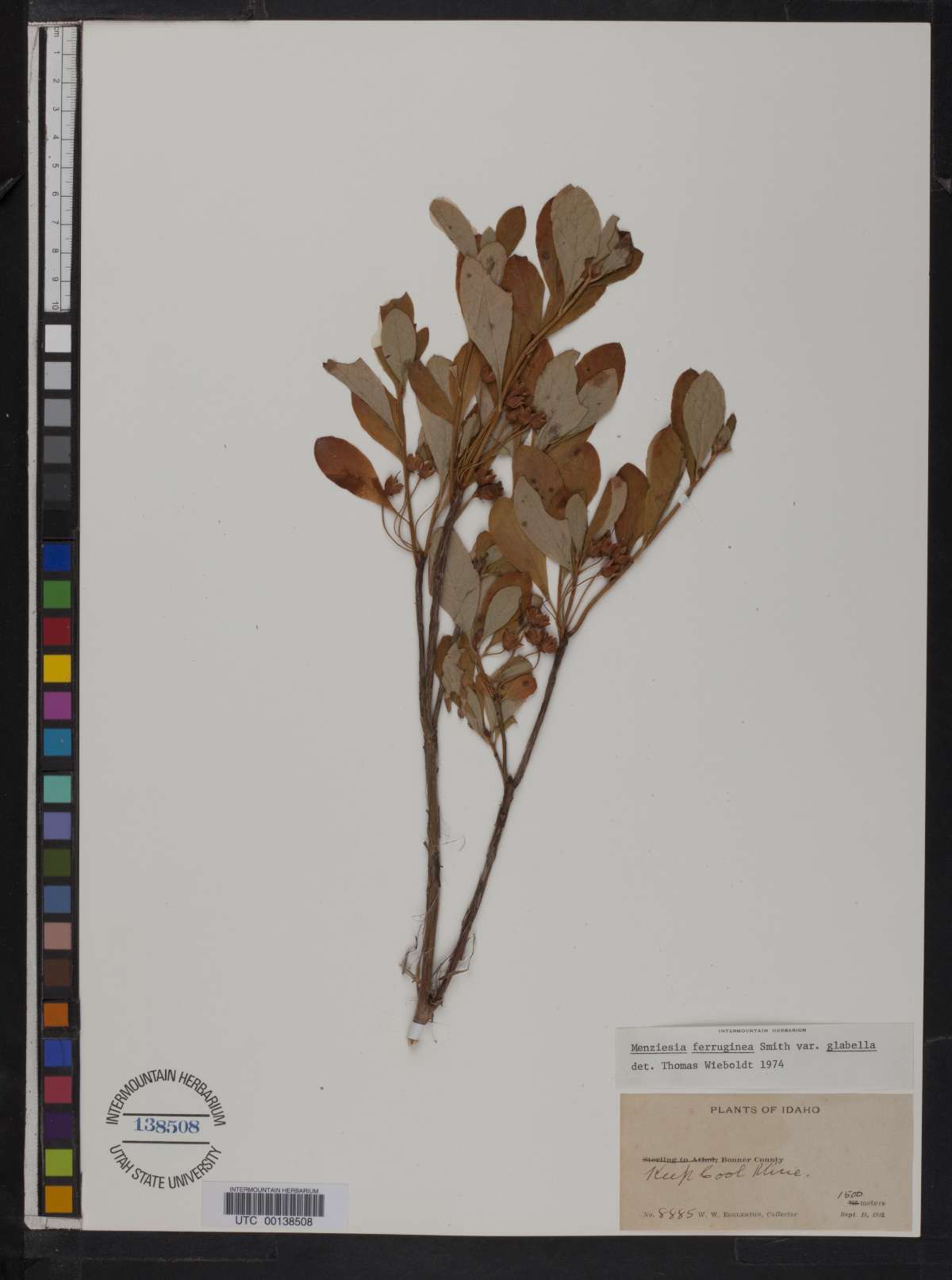 Rhododendron menziesii image