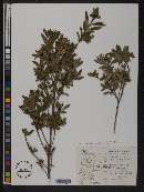 Elliottia pyroliflora image