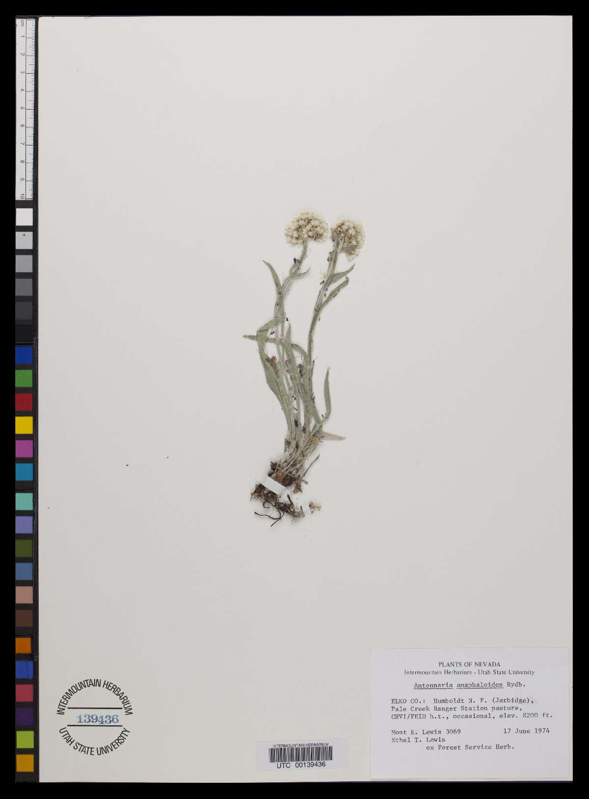 Antennaria anaphaloides image