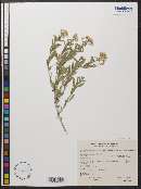 Chrysothamnus viscidiflorus subsp. viscidiflorus image