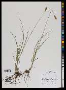 Carex praticola image