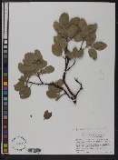 Arctostaphylos manzanita subsp. roofii image