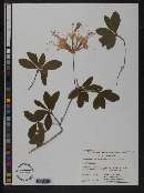 Rhododendron canescens image