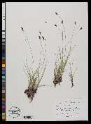 Carex praegracilis image