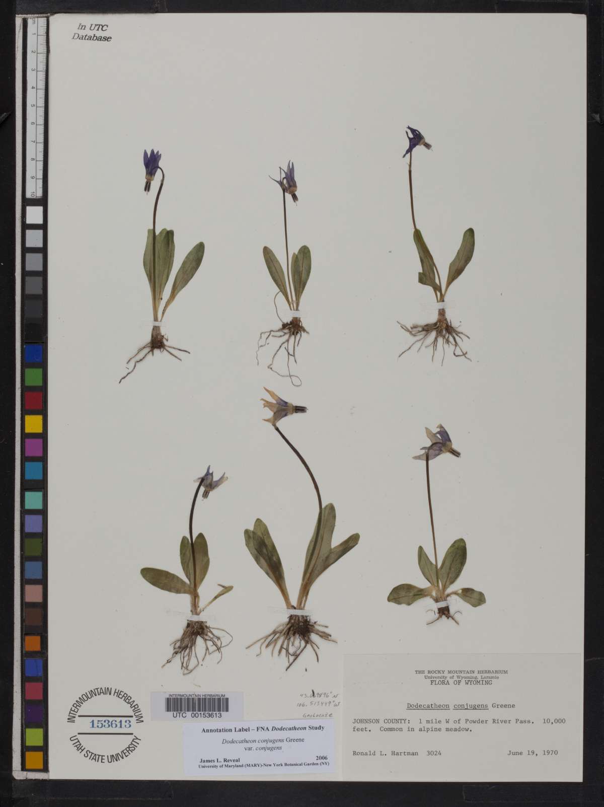 Dodecatheon conjugens subsp. conjugens image