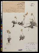 Antennaria rosea subsp. pulvinata image