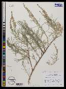 Artemisia cana image