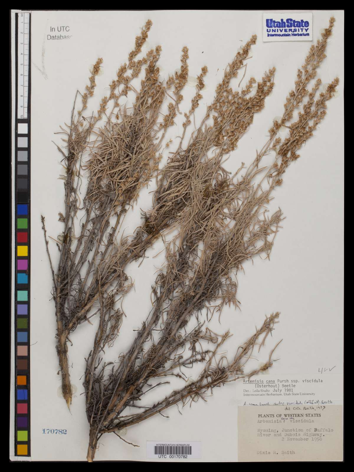 Artemisia cana image