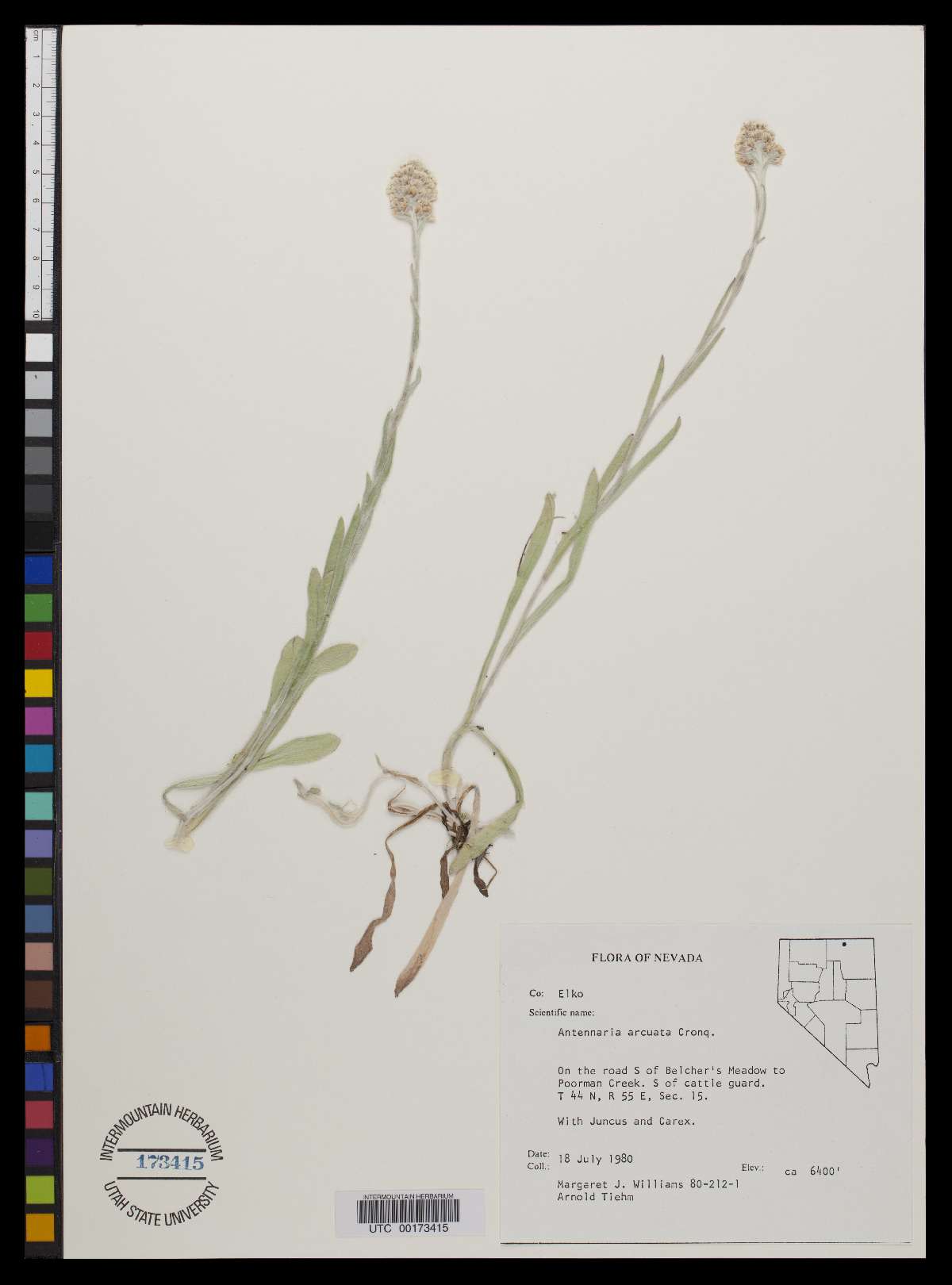 Antennaria arcuata image