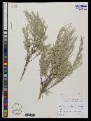 Artemisia cana image