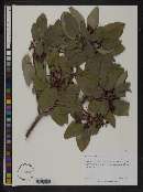 Arbutus xalapensis image