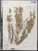 Artemisia tridentata image