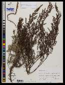 Artemisia campestris image