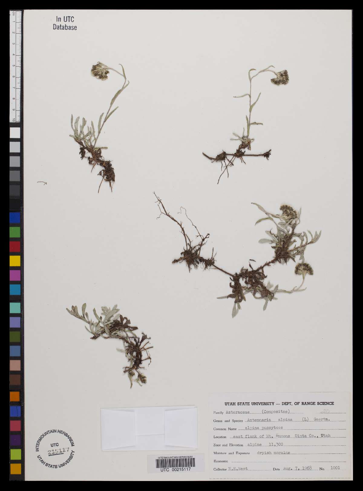 Antennaria alpina image