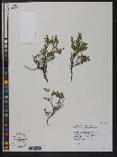 Vaccinium scoparium image