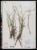 Carex praeceptorum image