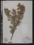 Arctostaphylos viscida image