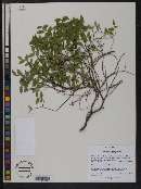 Vaccinium scoparium image