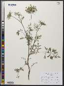 Daucus carota image