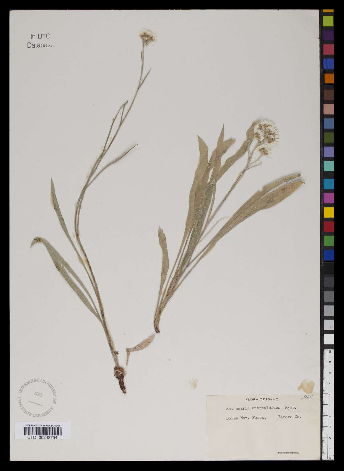 Antennaria anaphaloides image