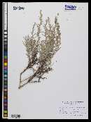 Artemisia cana image