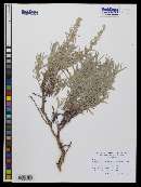 Artemisia cana subsp. viscidula image