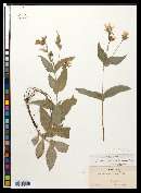 Arnica amplexicaulis var. piperi image
